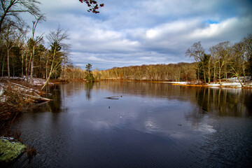 reflection of trees in the water