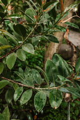 Beautiful large leaves of different shapes, background of green leaves, greenery, beautiful nature. 