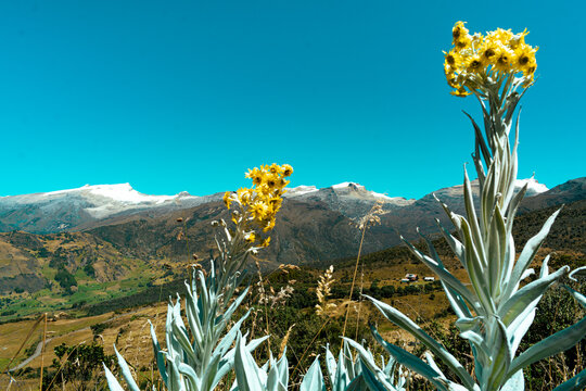 Frailejones guerreros del tiempo en tierra de nubes 

Vistas del paramo y El Nevado de El Cocuy y G&uuml;ic&aacute;n Boyac&aacute; en un vall&eacute; de frailejones un poco de conciencia
de protecci&oacute;n a estos lugares su Fauna 