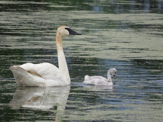 Swan and cygnet
