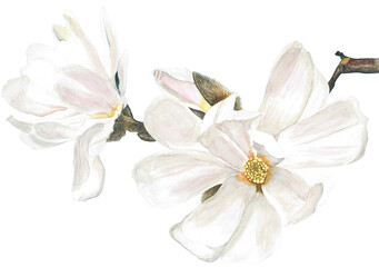 Fototapeta na wymiar Magnolia white flower isolated on white