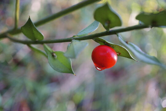 RUSCO (RUSCUS ACULEATUS).  RAMA CON PEQUE&Ntilde;AS HOJAS DE COLOR VERDE OSCURO. DETALLE DEL FRUTO ROJO.