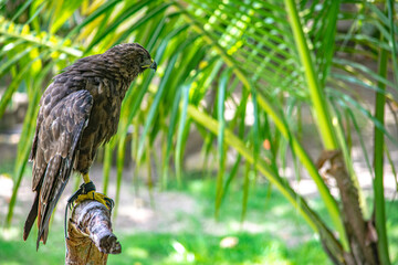 naturaleza del águila 