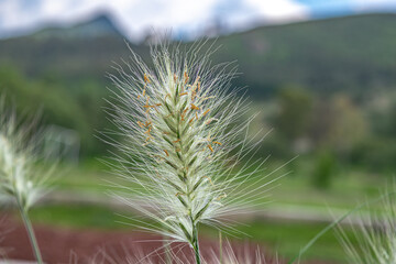 naturaleza del trigo 