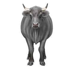 vache laitière,, beige,  de face;  animal, bétail, ferme, blanc, taureau, isolé, agriculture, mollet, mammifère, bétail, brun, boeuf, gazon, champ, alpage, prairie, domestique,  noir, lait, klaxon, na