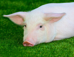 Piglet lying on green grass