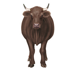 vache laitière,, beige,  de face;  animal, bétail, ferme, blanc, taureau, isolé, agriculture, mollet, mammifère, bétail, brun, boeuf, gazon, champ, alpage, prairie, domestique,  noir, lait, klaxon, na