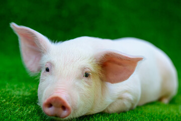 Piglet lying on green grass