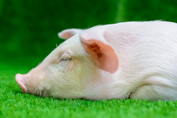 Piglet lying on green grass