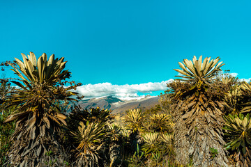 Frailejones guerreros del tiempo en tierra de nubes 

Vistas del paramo y El Nevado de El Cocuy y Güicán Boyacá en un vallé de frailejones un poco de conciencia
de protección a estos lugares su Fauna 