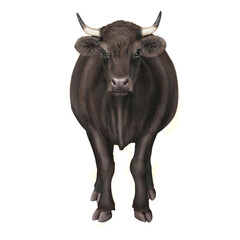 vache laitière, noir,  animal, bétail, ferme, blanc, taureau, isolé, agriculture, mollet, mammifère, bétail, brun, boeuf, gazon, champ, alpage, prairie, domestique,  noir, lait, klaxon, nature, rural,