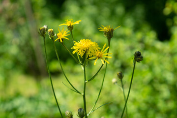 Wiesen-Pippau, Crepis biennis, Bl&uuml;ten