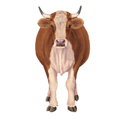 vache laitière, roux et blanc,  de face;  animal, bétail, ferme, blanc, taureau, isolé, agriculture, mollet, mammifère, bétail, brun, boeuf, gazon, champ, alpage, prairie, domestique,  noir, lait, kla