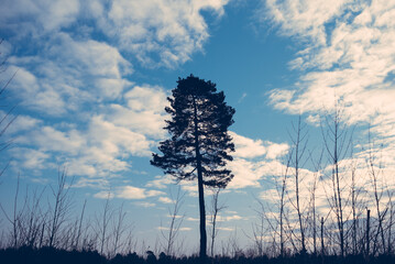 One pine on a background of sky with clouds