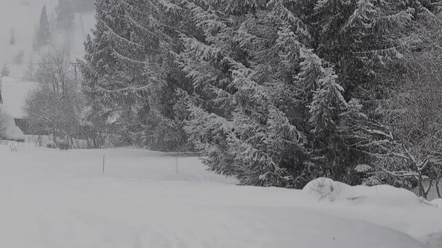 Slavske, Ukraine. View of the forest in Slavske, Ukraine in winter. Snowfall in the mountains. Panning view
