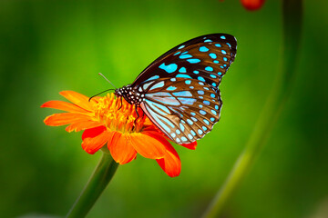 Butterfly Blue Tiger or Danaid Tirumala limniace on red sunflower or Mexican sunflower (Tithonia rotundifolia, Asteraceae family), with green blurred bokeh background
