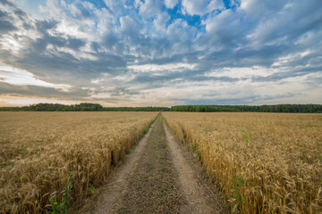 The road through the field with wheat on the background of the forest. Wonderful landscapes. Agriculture, harvesting.