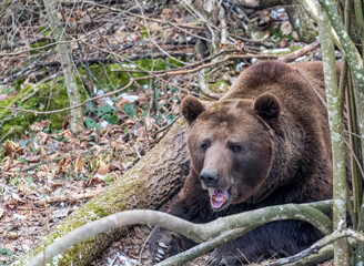 Brown bear in the  forest