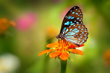 Butterfly Blue Tiger or Danaid Tirumala limniace on red sunflower or Mexican sunflower (Tithonia rotundifolia), with colorful blurred bokeh background
