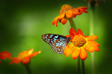 Butterfly Blue Tiger or Danaid Tirumala limniace on orange red sunflowers or Mexican sun flowers (Tithonia rotundifolia, Asteraceae family), with dark green blurred bokeh background
 - Powered by Adobe