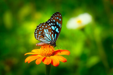 Butterfly Blue Tiger or Danaid Tirumala limniace on orange flower the red sunflower or Mexican sunflower (Tithonia rotundifolia, Asteraceae family), with dark green blurred bokeh background
