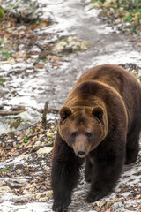 Brown bear in the winter forest