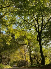 Naklejka premium tree lined road with dappled shadows