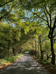 luscious green and yellow tree lined road with shadows