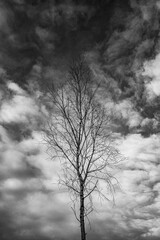 Dry tree branches on a background of sky with clouds