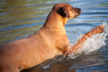 Hund lernt schwimmen