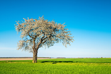 Bl&uuml;hender alter Kirschbaum unter blauem Himmel
