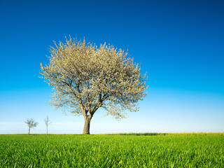Fototapeta na wymiar Spring landscape with beautiful cherry tree in bloom in green field under blue sky