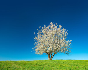 Solitary Cherry Tree in Full Bloom, Green Meadow with Dandelion Flowers and under clear blue sky