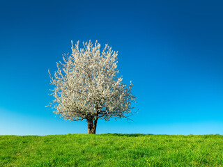 Fototapeta na wymiar Cherry Tree in Full Bloom on Green Meadow under Clear Blue Sky in Spring