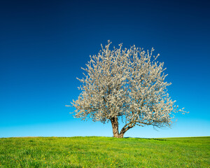 Fototapeta na wymiar Cherry Tree in Full Bloom on Green Meadow under Blue Sky in Spring