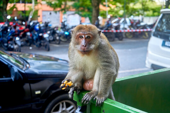 The wild monkey is eating a French fries he found in the trash can. Don't Filmed me while I'm eating. The monkey eats fast food from the trash can