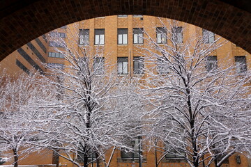 A tree covered with ice after a snowstorm near Philadelphia, Pennsylvania, U.S.A