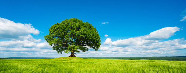 Panorama of Mighty Oak Tree in green field, Spring Landscape under Blue Sky with white clouds
