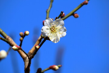 白梅　梅の開花　（高知城　梅の段）