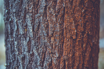 Background of pine bark in the forest