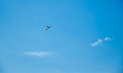 Naklejka na ściany i meble Huge stork flying on the bright sky 