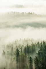 View over forest with morning fog