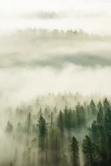 Crédence en verre imprimé Forêt dans le brouillard Vue sur forêt avec brouillard matinal