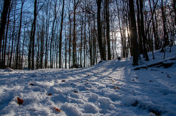 Winter landscape on a sunny day after first snowfall with trees in the background