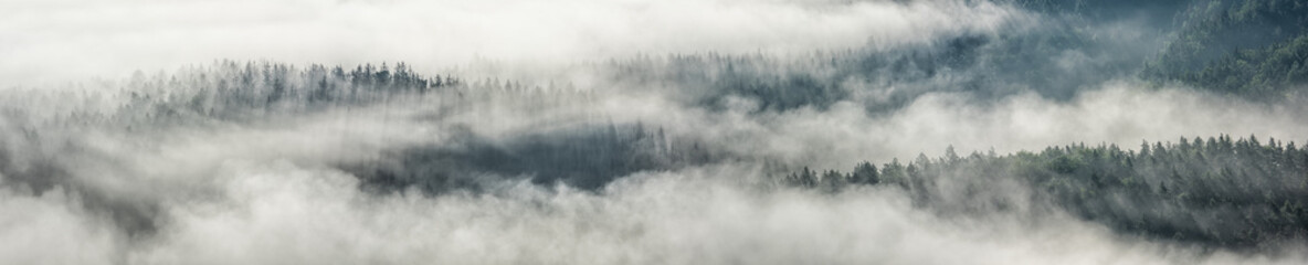 Panoramic background of forest covered by fog