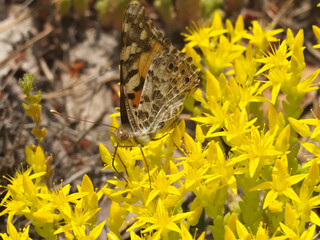 Blooming goldmoss stonecrop with butterfly