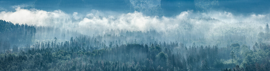 Panorama of endless forest with fog