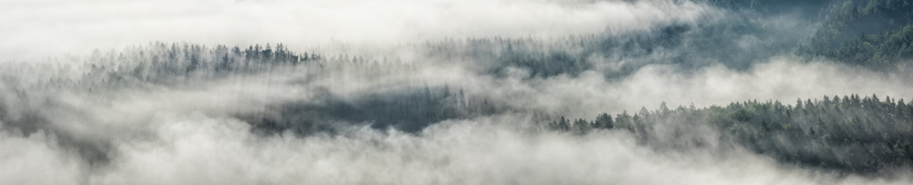 Fototapeta Panoramic background of forest covered by fog