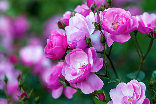 Rosa Angela (Angelica) - Floribunda rose by Kordes with cupped, rose-pink flowers