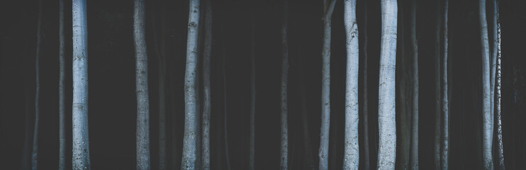 Panorama of tree trunks in dark gloomy forest